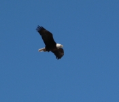 20140316 Eagle 003